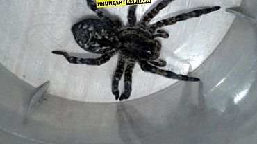  ���������� �������� ����� ���� ��������� 