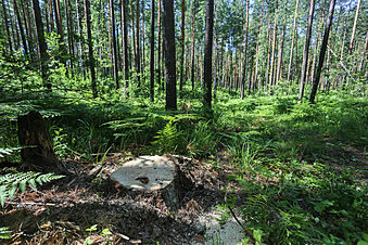 ����: amic.ru