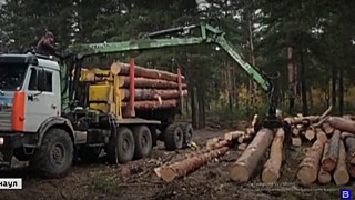 Из барнаульского бора грузовиками вывозят древесину, несмотря на протесты жителей