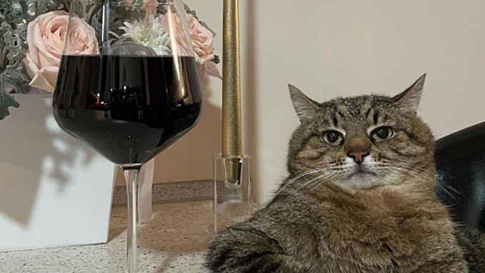 Украинский кот Степан попал в Instagram Бритни Спирс и теперь о нём пишет весь мир