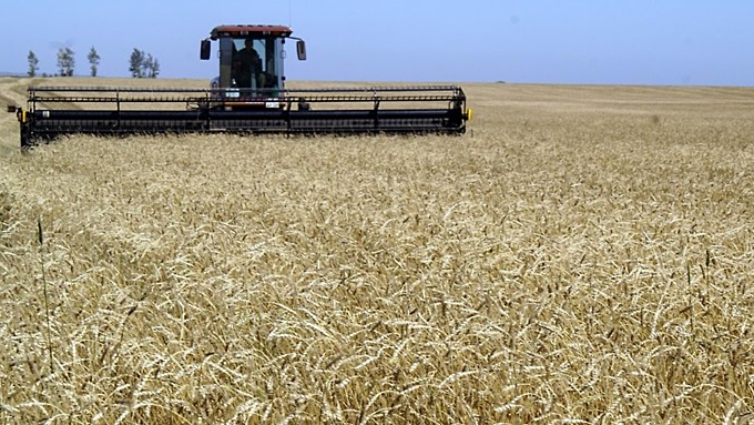 Известный алтайский фермер рассказал, почему рекордный урожай в крае не поможет экономике