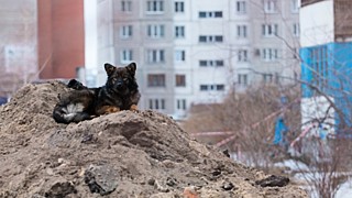 В Барнауле собака две недели ходит с капканом на лапе