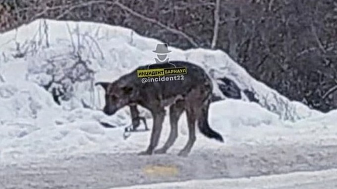 В Барнауле собака две недели ходит с капканом на лапе
