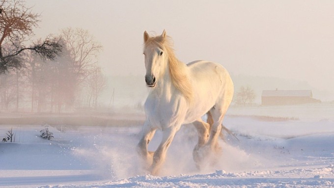 В Госдуме взяли на контроль происшествие с расстрелом лошадей в Алтайском крае