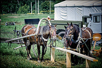 15 июль 2016 г., Барнаул Зажигательные танцы, красивые девушки, тракторы и посевы: как прошел "Всероссийский день поля" в Алтайском крае?