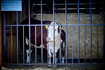 15 июль 2016 г., Барнаул Зажигательные танцы, красивые девушки, тракторы и посевы: как прошел "Всероссийский день поля" в Алтайском крае?