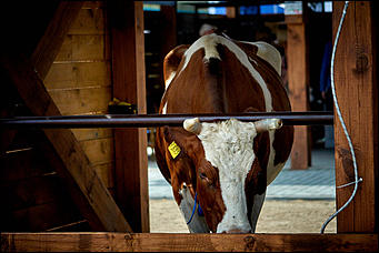 15 июль 2016 г., Барнаул Зажигательные танцы, красивые девушки, тракторы и посевы: как прошел "Всероссийский день поля" в Алтайском крае?
