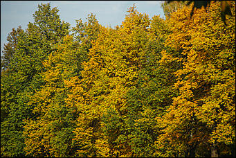 20 сентября 2017 г, Барнаул. Екатерина Смолихина   Буйство красок осеннего Барнаула