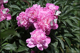 10 июнь 2016 г., Барнаул © Амител Вячеслав Мельников Бабочки в Барнауле: хрупкая красота на фотографиях