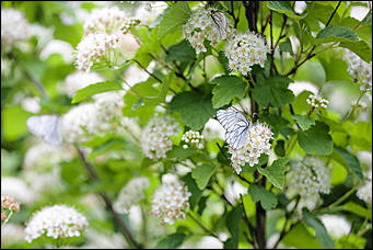 10 июнь 2016 г., Барнаул © Амител Вячеслав Мельников Бабочки в Барнауле: хрупкая красота на фотографиях