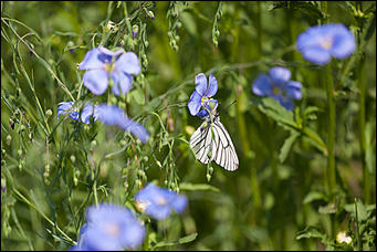 10 июнь 2016 г., Барнаул © Амител Вячеслав Мельников Бабочки в Барнауле: хрупкая красота на фотографиях