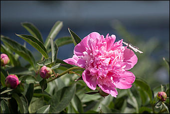 10 июнь 2016 г., Барнаул © Амител Вячеслав Мельников Бабочки в Барнауле: хрупкая красота на фотографиях