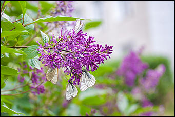 10 июнь 2016 г., Барнаул © Амител Вячеслав Мельников Бабочки в Барнауле: хрупкая красота на фотографиях