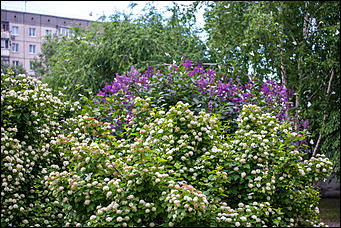 10 июнь 2016 г., Барнаул © Амител Вячеслав Мельников Бабочки в Барнауле: хрупкая красота на фотографиях