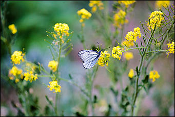 10 июнь 2016 г., Барнаул © Амител Вячеслав Мельников Бабочки в Барнауле: хрупкая красота на фотографиях