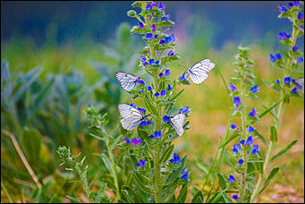 10 июнь 2016 г., Барнаул © Амител Вячеслав Мельников Бабочки в Барнауле: хрупкая красота на фотографиях