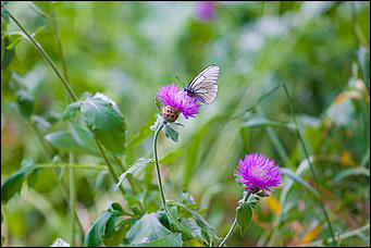 10 июнь 2016 г., Барнаул © Амител Вячеслав Мельников Бабочки в Барнауле: хрупкая красота на фотографиях
