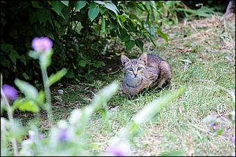 10 июнь 2016 г., Барнаул © Амител Вячеслав Мельников Бабочки в Барнауле: хрупкая красота на фотографиях