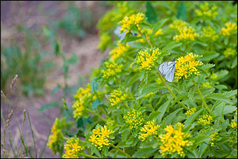 10 июнь 2016 г., Барнаул © Амител Вячеслав Мельников Бабочки в Барнауле: хрупкая красота на фотографиях