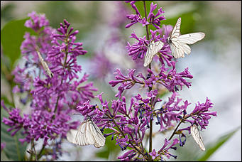 10 июнь 2016 г., Барнаул © Амител Вячеслав Мельников Бабочки в Барнауле: хрупкая красота на фотографиях