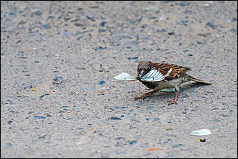 10 июнь 2016 г., Барнаул © Амител Вячеслав Мельников Бабочки в Барнауле: хрупкая красота на фотографиях