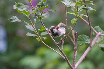 10 июнь 2016 г., Барнаул © Амител Вячеслав Мельников Бабочки в Барнауле: хрупкая красота на фотографиях