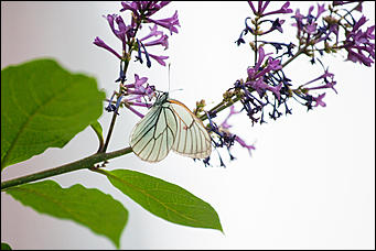 10 июнь 2016 г., Барнаул © Амител Вячеслав Мельников Бабочки в Барнауле: хрупкая красота на фотографиях