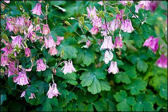 10 июнь 2016 г., Барнаул © Амител Вячеслав Мельников Бабочки в Барнауле: хрупкая красота на фотографиях