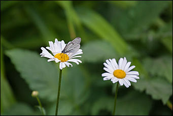 10 июнь 2016 г., Барнаул © Амител Вячеслав Мельников Бабочки в Барнауле: хрупкая красота на фотографиях