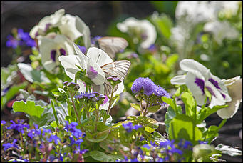 10 июнь 2016 г., Барнаул © Амител Вячеслав Мельников Бабочки в Барнауле: хрупкая красота на фотографиях