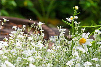10 июнь 2016 г., Барнаул © Амител Вячеслав Мельников Бабочки в Барнауле: хрупкая красота на фотографиях