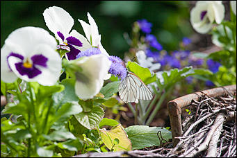 10 июнь 2016 г., Барнаул © Амител Вячеслав Мельников Бабочки в Барнауле: хрупкая красота на фотографиях