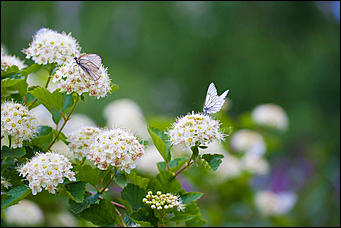 10 июнь 2016 г., Барнаул © Амител Вячеслав Мельников Бабочки в Барнауле: хрупкая красота на фотографиях
