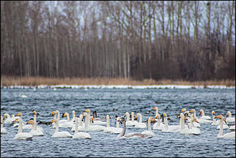 13 декабря 2015 г.,    Открытие зимнего туристического сезона в рамках праздника "Алтайская зимовка" прошла на озере Светлое в Советском районе