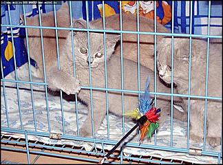    Бал-маскарад кошек