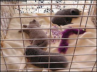    Бал-маскарад кошек
