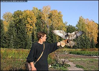   Питомник редких птиц "Алтай-Фалькон"