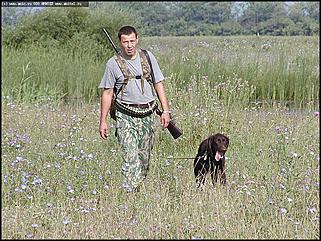    Состязания охотничьих собак