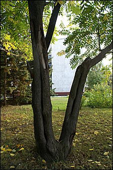 11 сентября 2008 г., Барнаул   Осень в дендрарии НИИ садоводства Сибири им. Лисавенко 