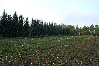11 сентября 2008 г., Барнаул   Осень в дендрарии НИИ садоводства Сибири им. Лисавенко 