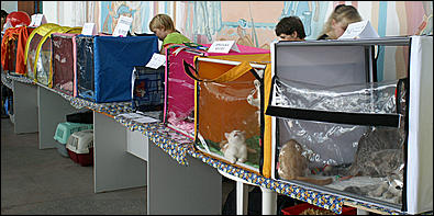 30 августа 2008 г., Барнаул   Выставка кошек в День рождения Барнаула