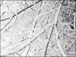 8 декабря 2007 г., Барнаул   Сказочная зима в Барнауле