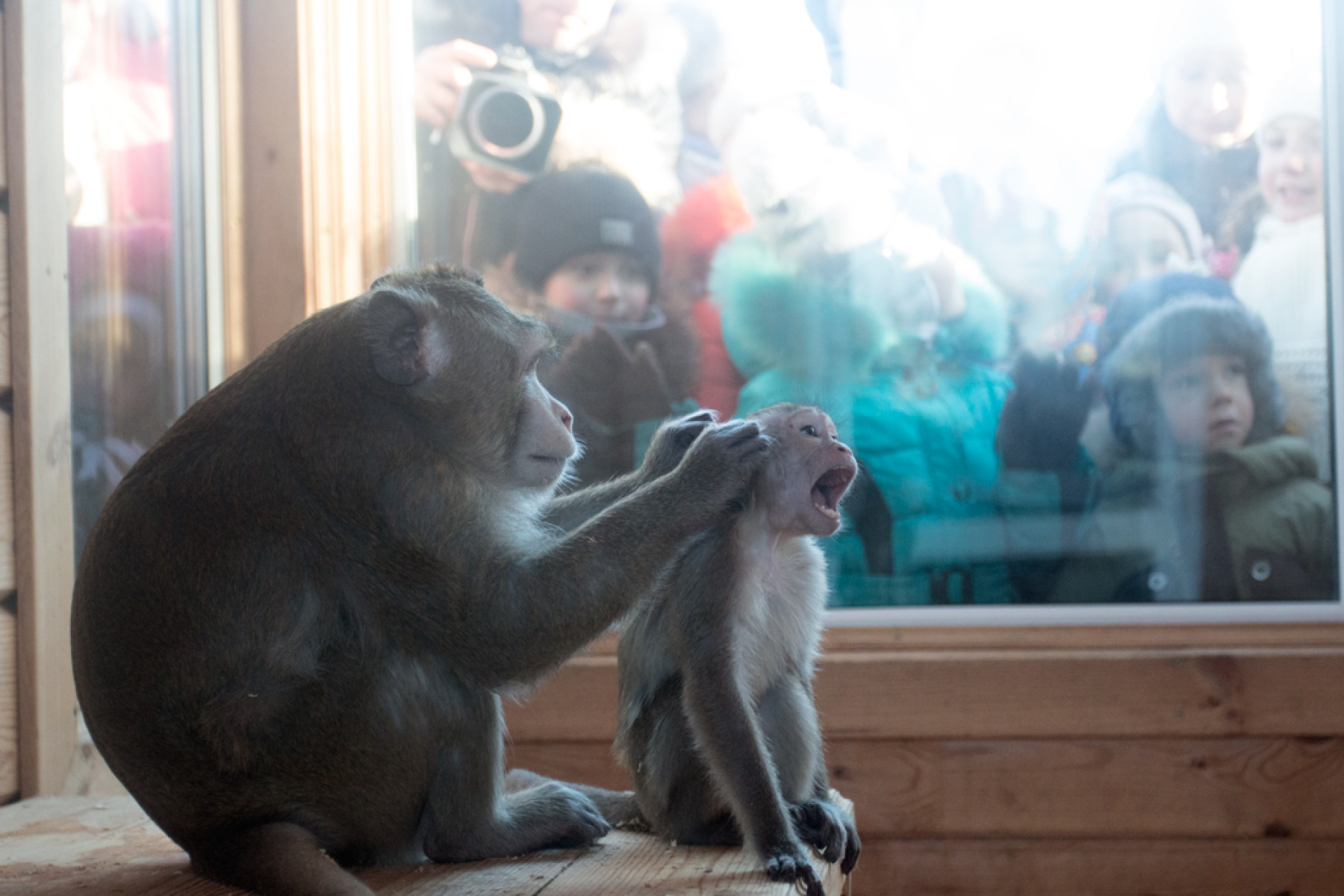 Мороз не помешал барнаульцам понаблюдать свадьбу обезьянок