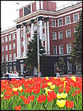тюльпаны на пр. Ленина в Барнауле