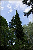 деревья в Барнауле