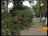 уураган повалил деревья в Рубцовске
