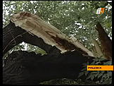 уураган повалил деревья в Рубцовске