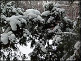 снег в Барнауле