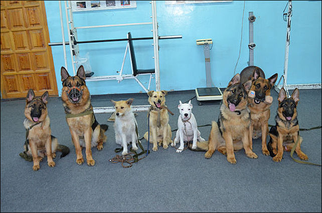 приют ласка барнаул. приют животных ласка. приют ласка барнаул щенки. приют ласка барнаул щенки. приют животных ласка.