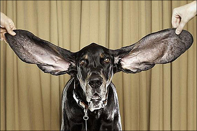 Названа собака с самыми длинными в мире ушами